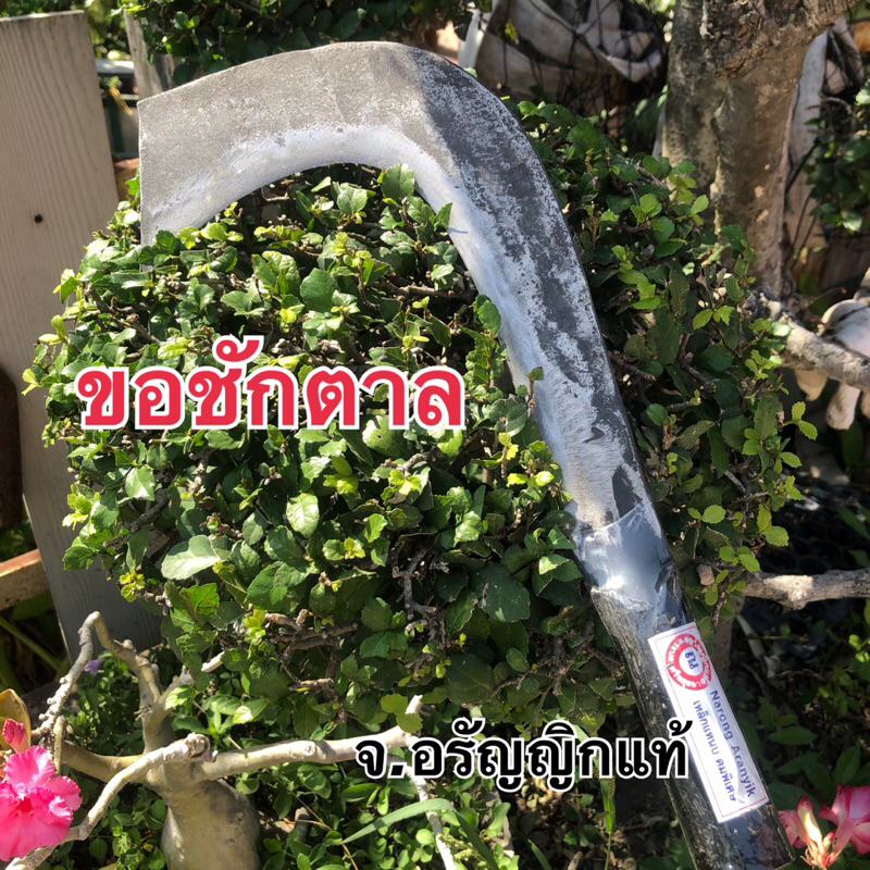 มีดขอหัวตัด มีดขอด้ามห่อ ขอชักตาล ชักกิ่ง ต่อด้ามได้ มีดอรัญญิก จ้อย อรัญญิกแท้