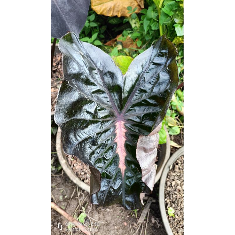 Colocasia Pinky Heart