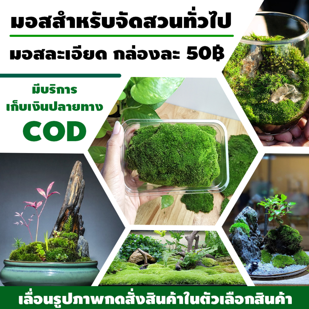 มอสละเอียด มอสตกแต่งสวน มอสสวนขวด สวนถาด กล่องละ 50 บาท