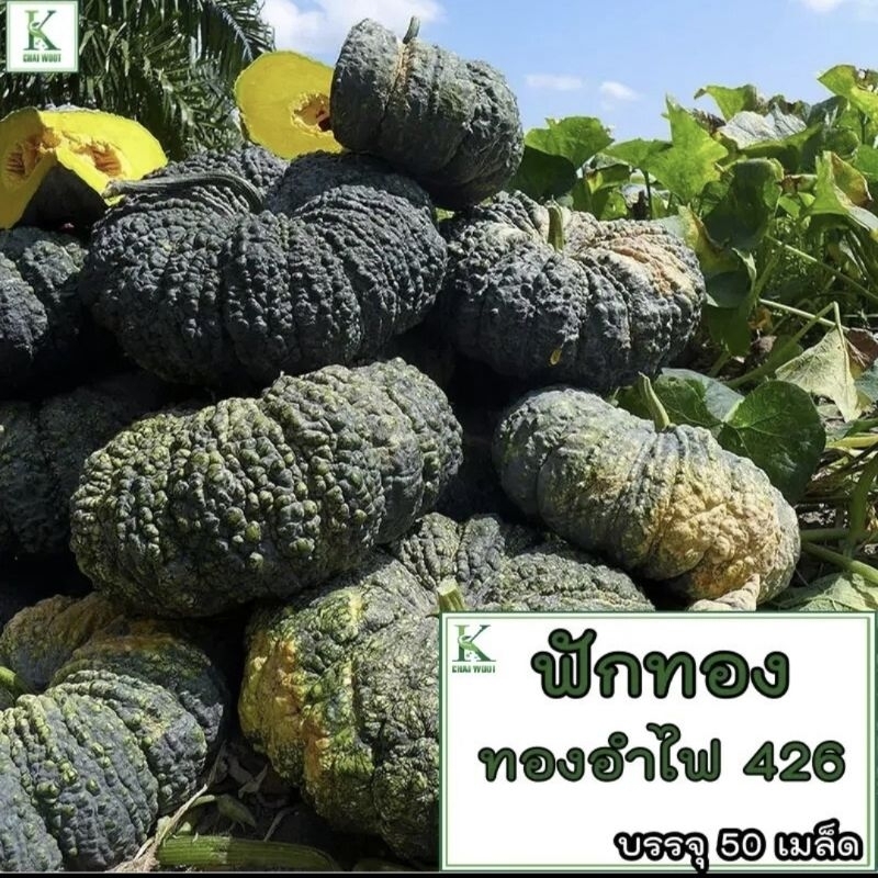 ฟักทอง ทองคำ 443 “ฟักทอง ทองอำพัน 426” ฟักทอง พันธุ์ คางคก ฟักทอง ประกายเงิน บรรจุ 50 เม็ลด ลูกดก เน