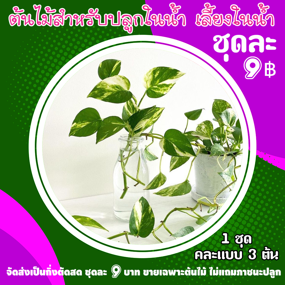 ไม้ฟอกอากาศ ไม้มงคล ต้นไม้แต่งบ้าน ปลูกในน้ำ ชุดละ 9 บาท คละสีคละแบบ 3 ต้น