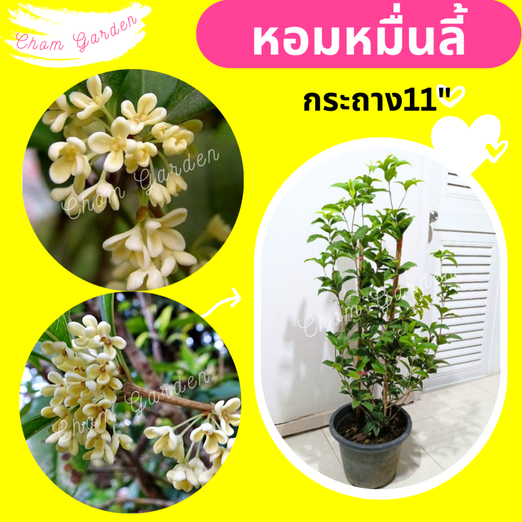 ต้นหอมหมื่นลี้ สูง 60-100 cm.
