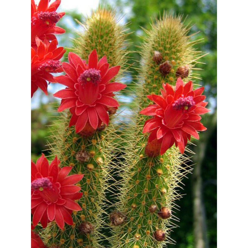 หน่อสด หางสิงห์ Hildewintera ดอกแดงสด กรีบถี่สวยมาก 18-20 ซม.