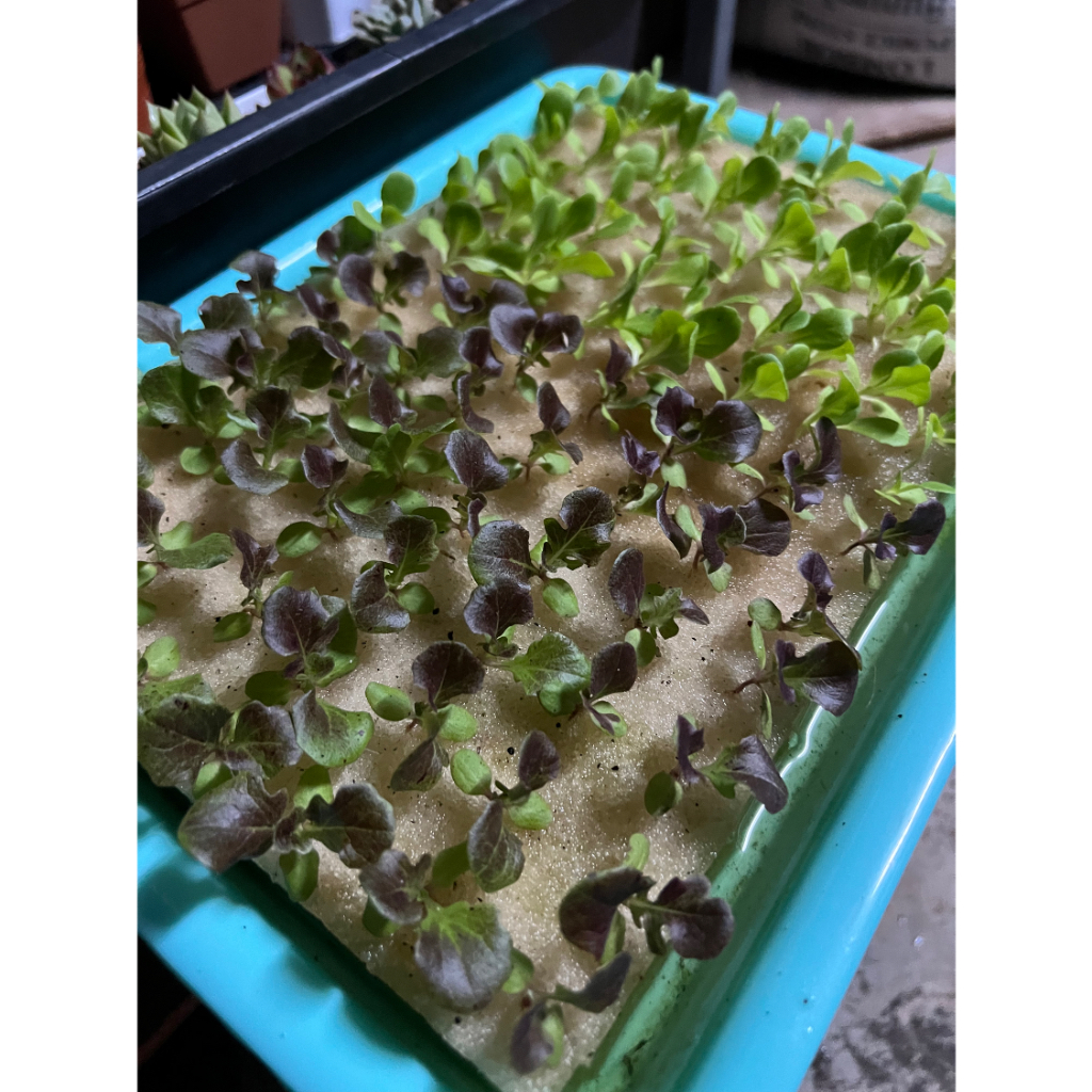 ฟองน้ำปลูกผักไฮโดรโปนิกส์ แบบใหม่ 96 ช่อง เนื้อละเอียด พร้อมใช้งาน ราคา ถูกที่สุด ดีลบีเคเค แกลเลอรีภาพที่ 2