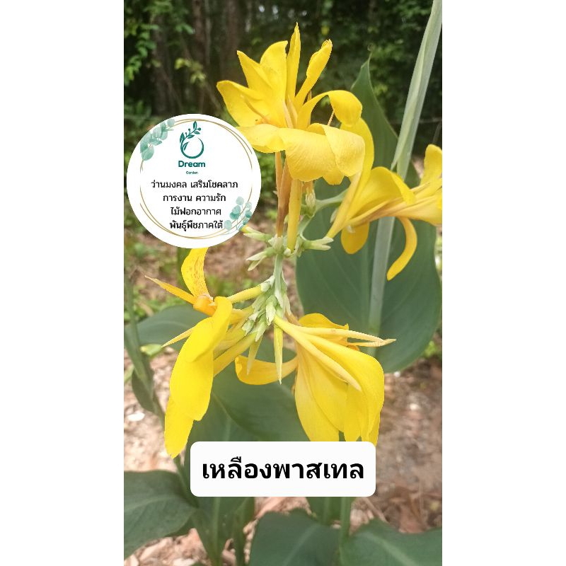 #ดอกพุทธรักษา #ต้นพุทธรักษา #ดอกไม้ประจำวันพ่อ #ต้นไม้มงคล #ไม้ประดับ