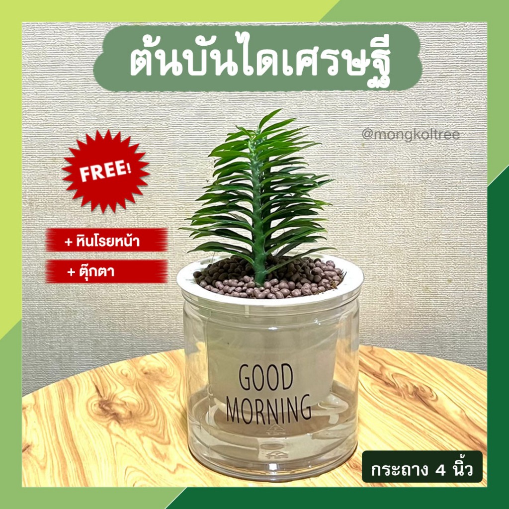 พร้อมส่ง ตั้งพรีกันยกเลิก(ฟรี! หินโรยหน้า + ตุ๊กตา) บันไดเศรษฐี พร้อมกระถางต้นไม้ 4 นิ้ว แบบใส บันไดสวรรค์ ต้นไม้มงคล