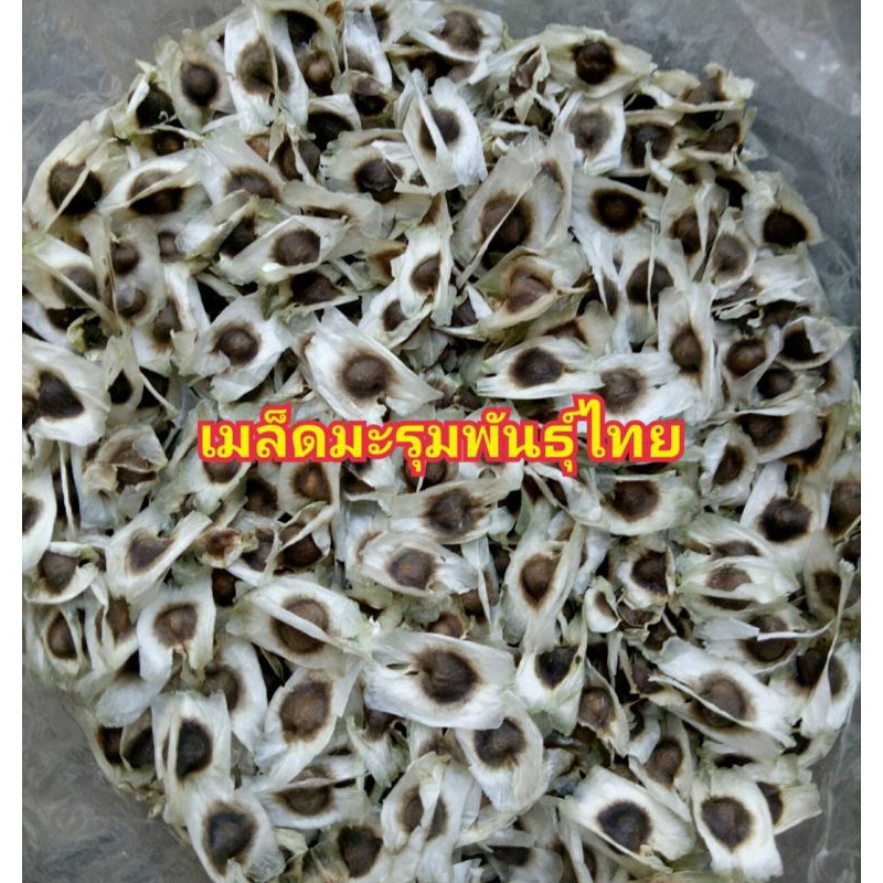 เม็ดมะรุมพันธุ์ไทยคัดแล้ว