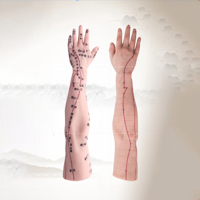 TCM แขนมนุษย์การฝังเข็มจุดรุ่นการฝังเข็มมือแม่พิมพ์ meridians ซิลิโคนจำลองแขนสามารถใช้สำหรับการฝังเข็มการสอน