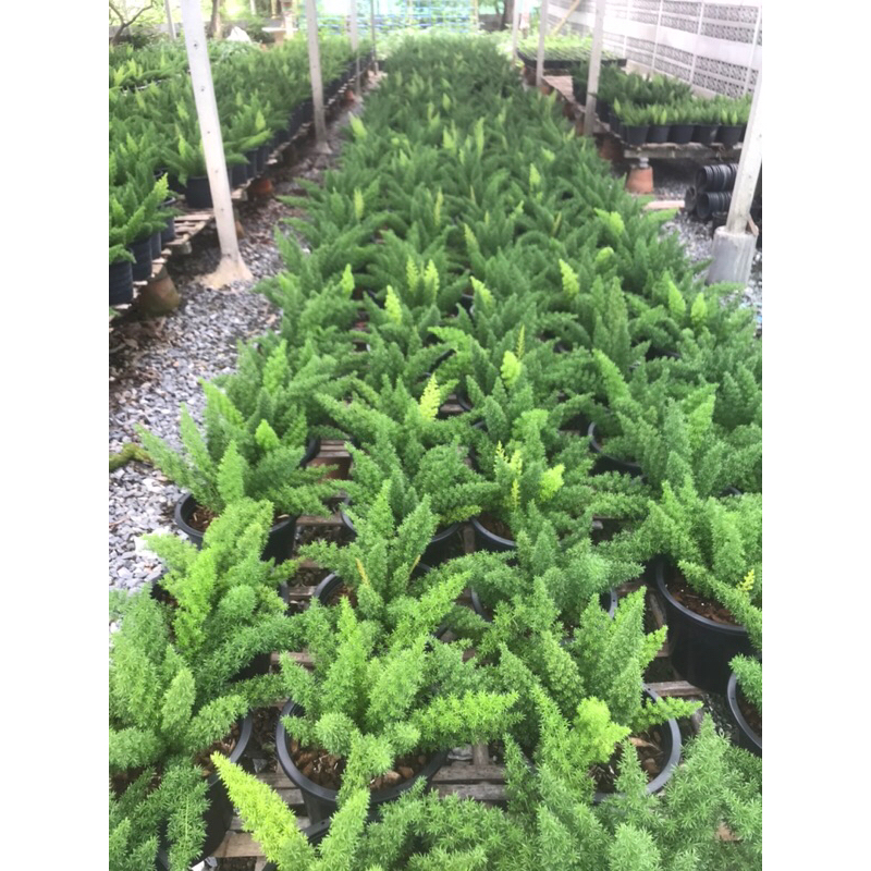 ต้นปริกหางกระรอก กระถาง 11" ฟอร์มอ้วน แน่นกระถาง