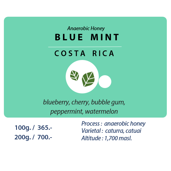 Costa Rica SHB Blue Mint (Anaerobic Honey) / 100g. / 200g.