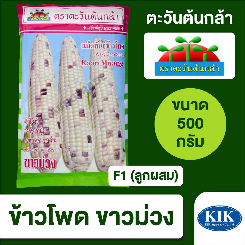 เมล็ดพันธุ์ ตะวันต้นกล้า ข้าวโพด ขาวม่วง SP BIG  ขนาด 500 กรัม