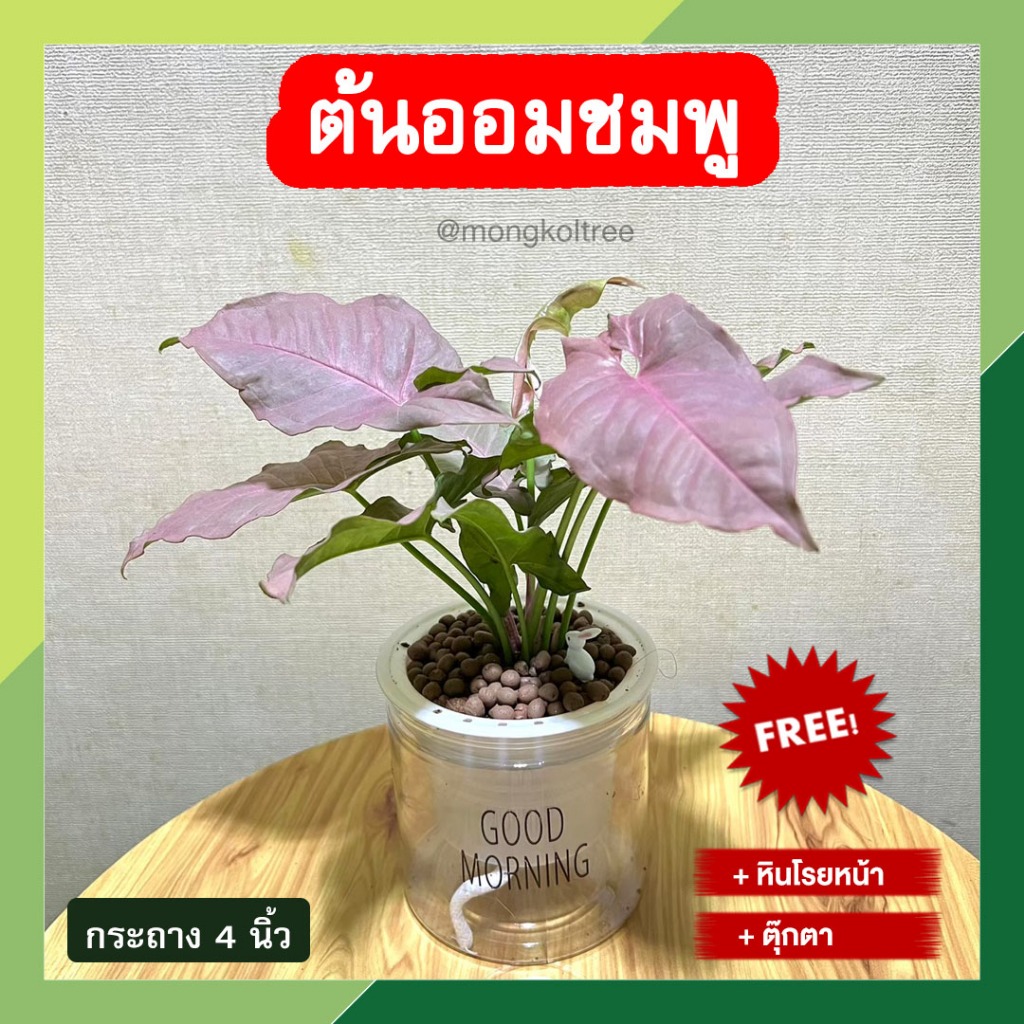 ต้นออมชมพู พร้อมกระถางต้นไม้ 4 นิ้ว แบบใส เงินไหลมา ร่ำรวย เงินไหล ต้นไม้ ต้นไม้มงคล (ฟรี! หินโรยหน้า + ตุ๊กตา)
