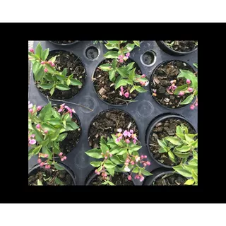 เชอรี่แคระ🍒 dwarf barbados cherry กระถาง 3”(นิ้ว) ไม้แคระ บอนไซจิ๋ว bonsai