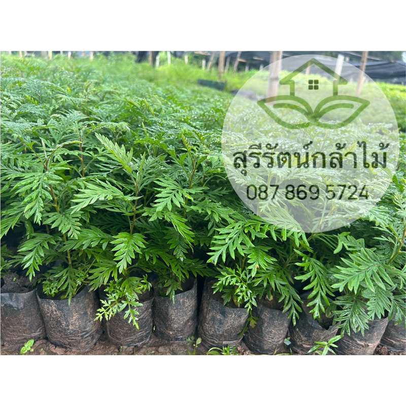 ต้นซิลเวอร์โอ๊คสูง20ซม.ขึ้นไป หลังใบมีสีเงินเนื้อไม้ใช้สวย