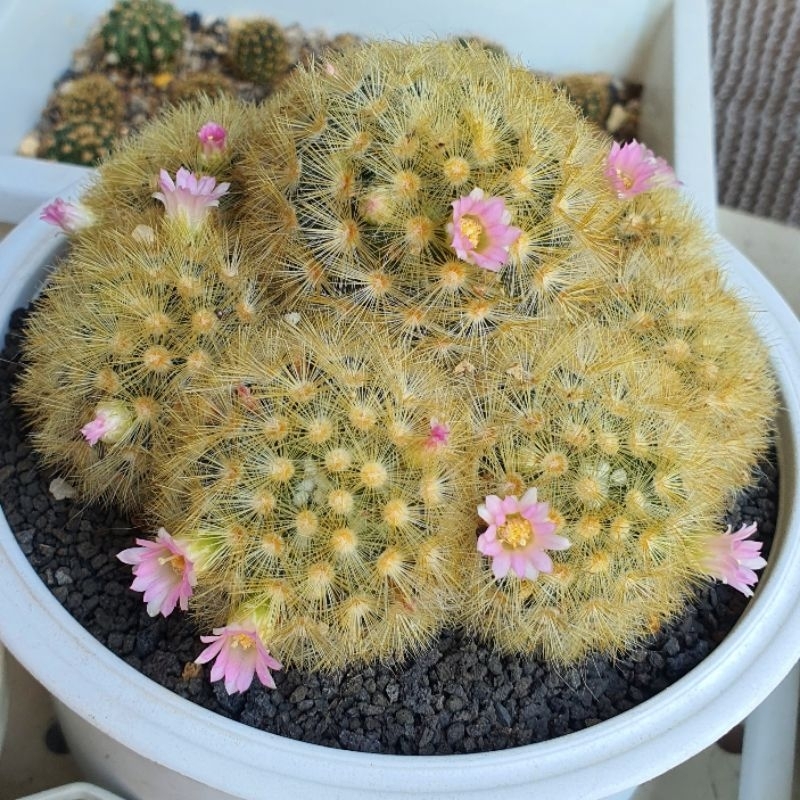 แมมมิลลาเรีย คามิเน่ แคคตัส (Mammillaria carmenae) ไม้เมล็ด ไชค์ให้ดอก