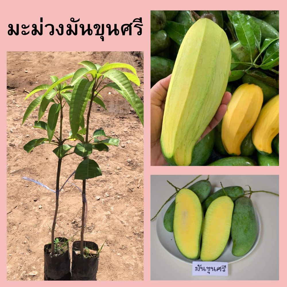 (ชุด2ต้น) ต้นมะม่วงมันขุนศรี ต้นเสียบยอด 🌼 มีรสชาติเด่น 3 รส คือ หวาน มัน เปรี้ยว 🌼🌲ความสูง 45 ซม.🌲