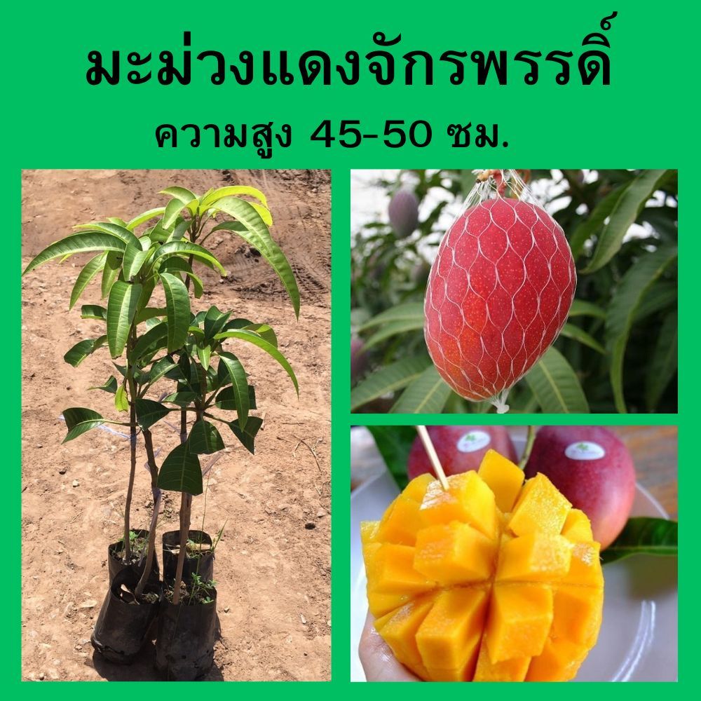 (1ต้น) ต้นมะม่วงแดงจักรพรรดิ์ เสียบยอด ความสูง 40-45 ซม.