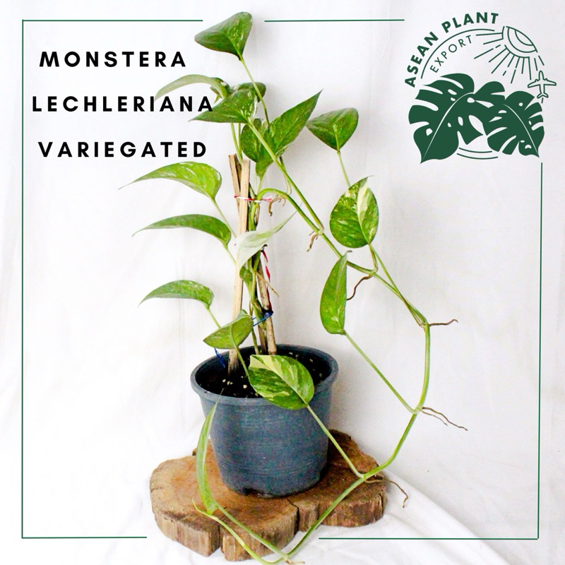 ต้นมอนสเตอร่า monstera lechleria variegated