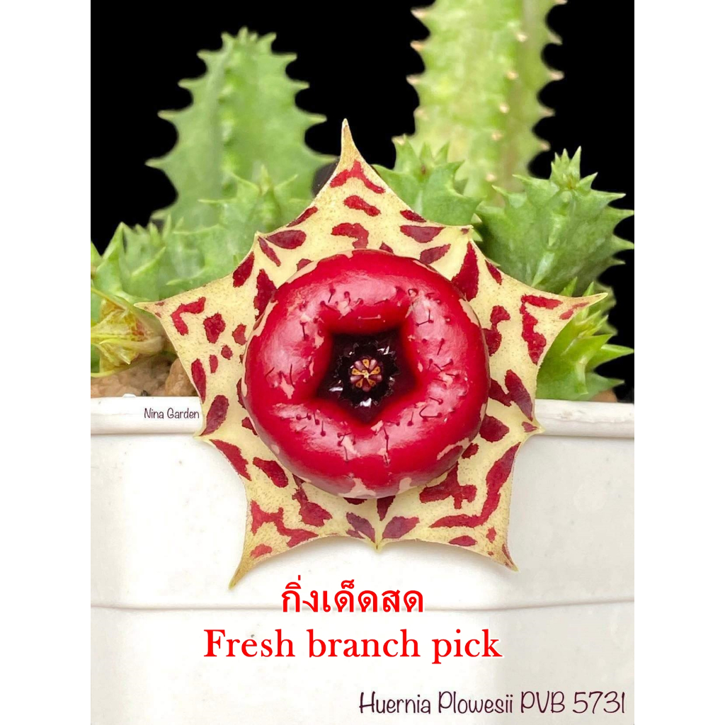 เก๋งจีน Huernia Plowesii PVB5731(ชุดละ 2-3 กิ่ง) *กิ่งเด็ดสด* แคคตัส ไม้อวบน้ำ Cactus and Succulent