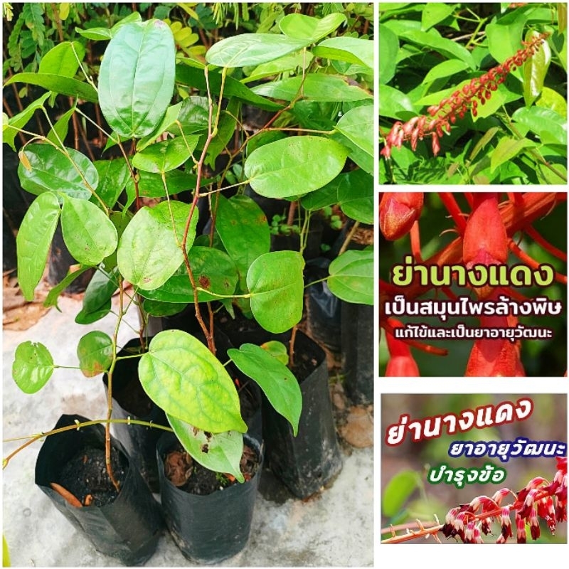 ย่านางเเดง สมุนไพรล้างพิษ เเก้เป็นยาอายุวัฒนะ สมุนไพรพื้นบ้าน ต้นกล้าเเข็งเเรงพร้อมปลูก สินค้าเสียหายยินดีเคลมฟรี