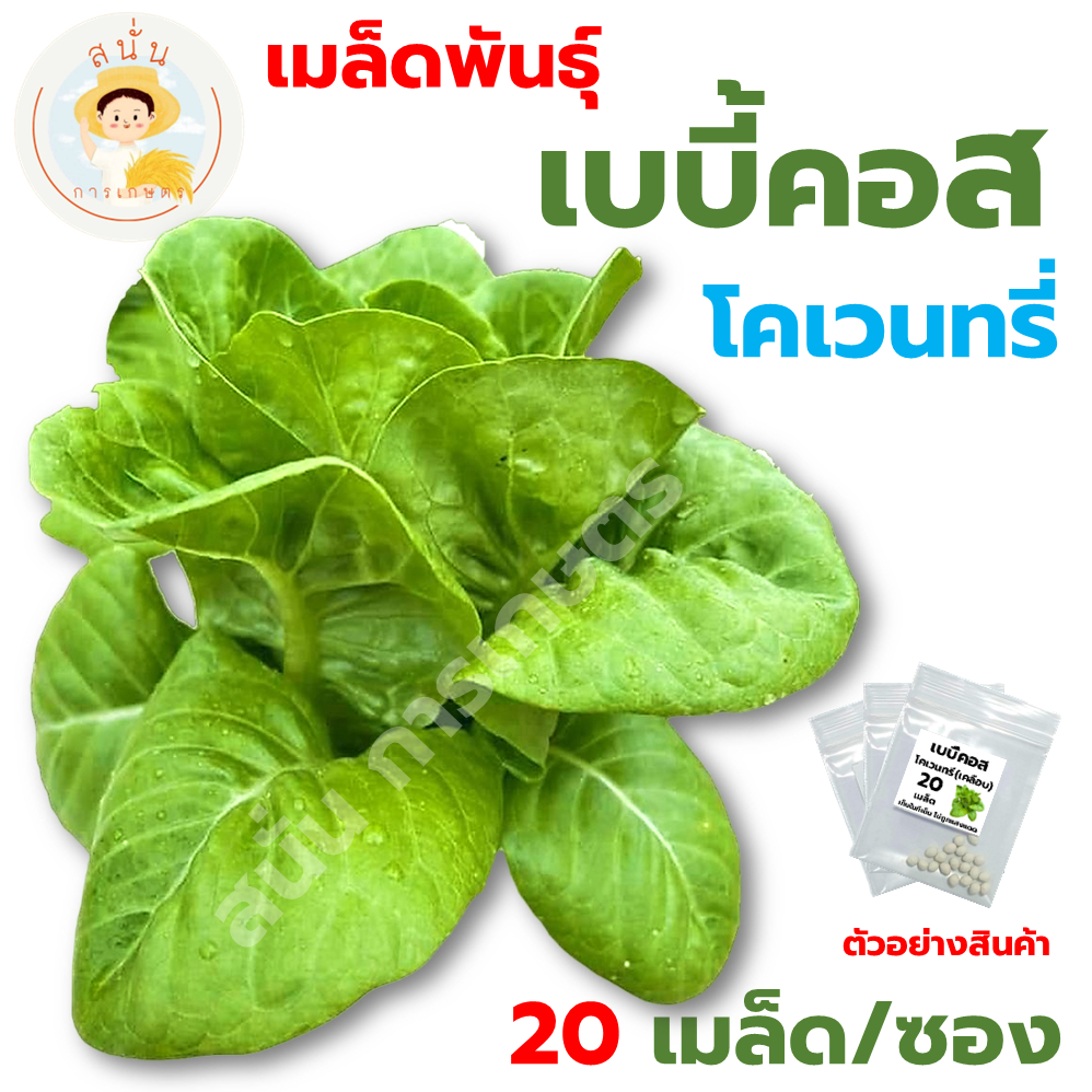 เมล็ดพันธุ์ เบบี้คอส โคเวนทรี่ (Baby Cos Coventry) มินิคอส เมล็ดแบบเคลือบ นำเข้าตรงสายพันธุ์ ทรงพุ่มล็ก (1 ซอง 20 เมล็ด)