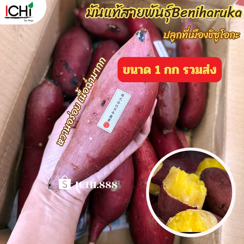 มันญี่ปุ่นสายพันธุ์เบนิฮารุกะ จากเมืองชิซูโอกะประเทศญี่ปุ่น1kg.
