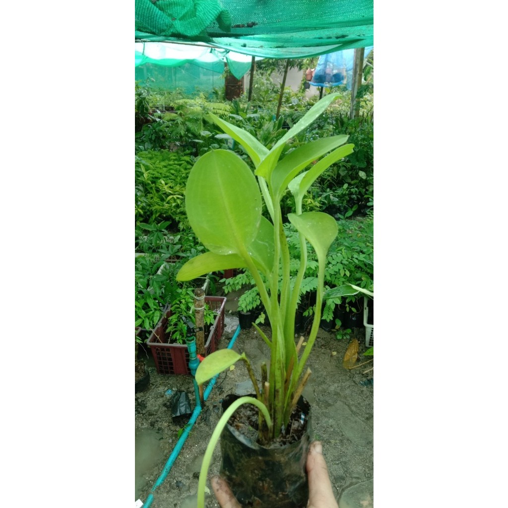 ผักก้านจอง ผักพายใหญ่ เป็นเหง้าที่เติบโตอยู่ในดินใต้น้ำ  พร้อมปลูกในถุงดำ 29 บาท ราคา ถูกที่สุด ดีลบีเคเค แกลเลอรีภาพที่ 2