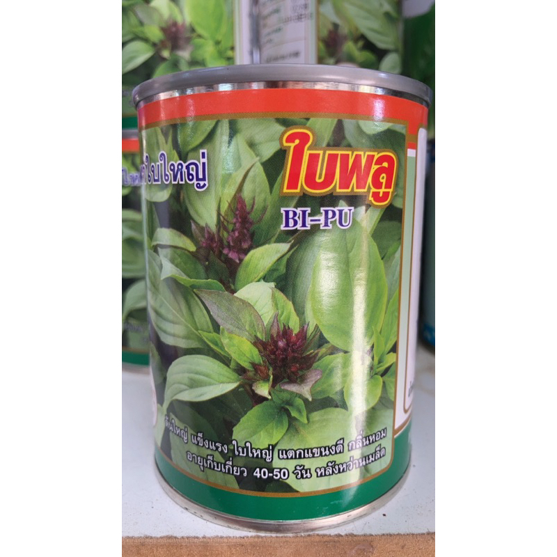 โหระพาใบพลู  โหระพาใบใหญ่ คัดพิเศษ    สิ้นอายุทำพันธุ์   01 / 71