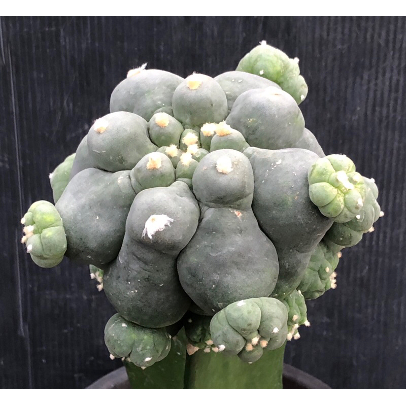 [พร้อมส่ง]🌵 แคคตัส โลโฟเต้า Lophophora diffusa cactus  ไม้กราฟ จำนวน 1 ต้น