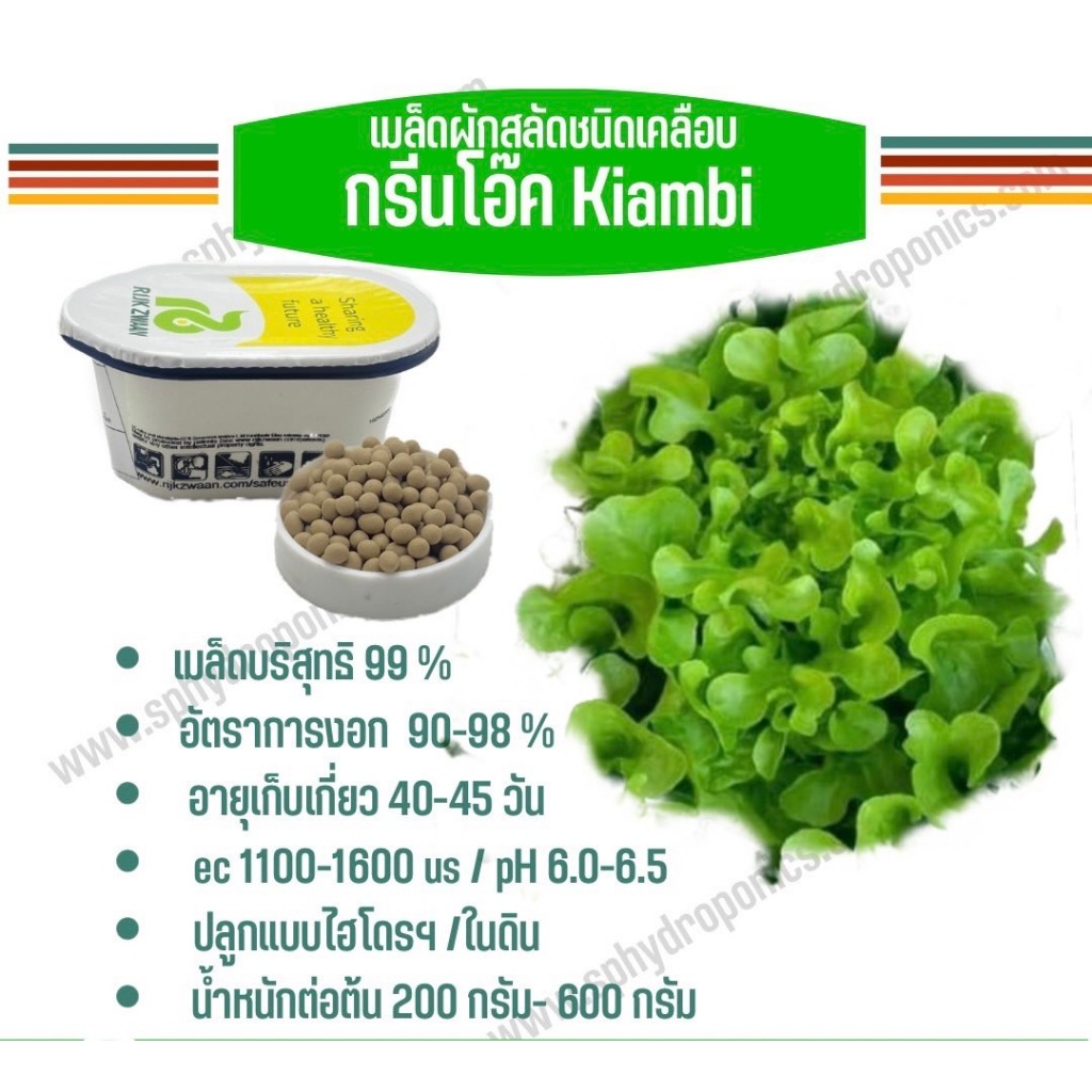 เมล็ดผักสลัด แบบเคลือบ กระปุก 1000 เมล็ด(Rijk zwaan)
