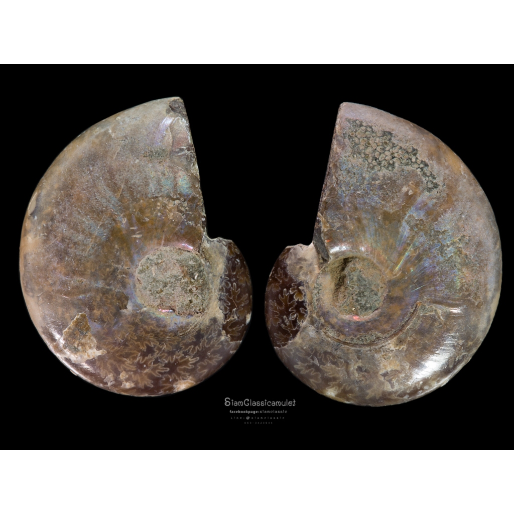 ฟอสซิลหอยแอมโมไนต์ (Ammonite fossil)