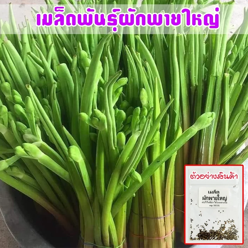 เมล็ดพันธุ์ ผักพายใหญ่ ผักก้านจอง ปลูกง่าย โตเร็ว เก็บผลผลิต ได้ทั้งปี (ซื้อ 10 แถม 1 คละได้)