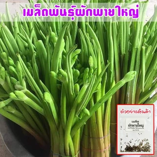 เมล็ดพันธุ์ ผักพายใหญ่ ผักก้านจอง ปลูกง่าย โตเร็ว เก็บผลผลิต ได้ทั้งปี (ซื้อ 10 แถม 1 คละได้)