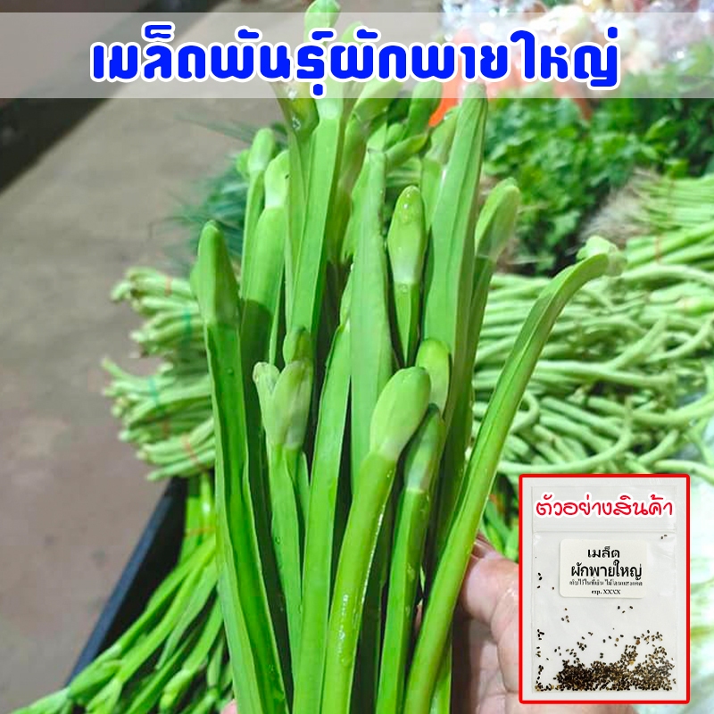 ผักพายใหญ่ ผักก้านจอง เมล็ดพันธุ์  ปลูกง่าย โตเร็ว (10 แถม 1 คละได้)