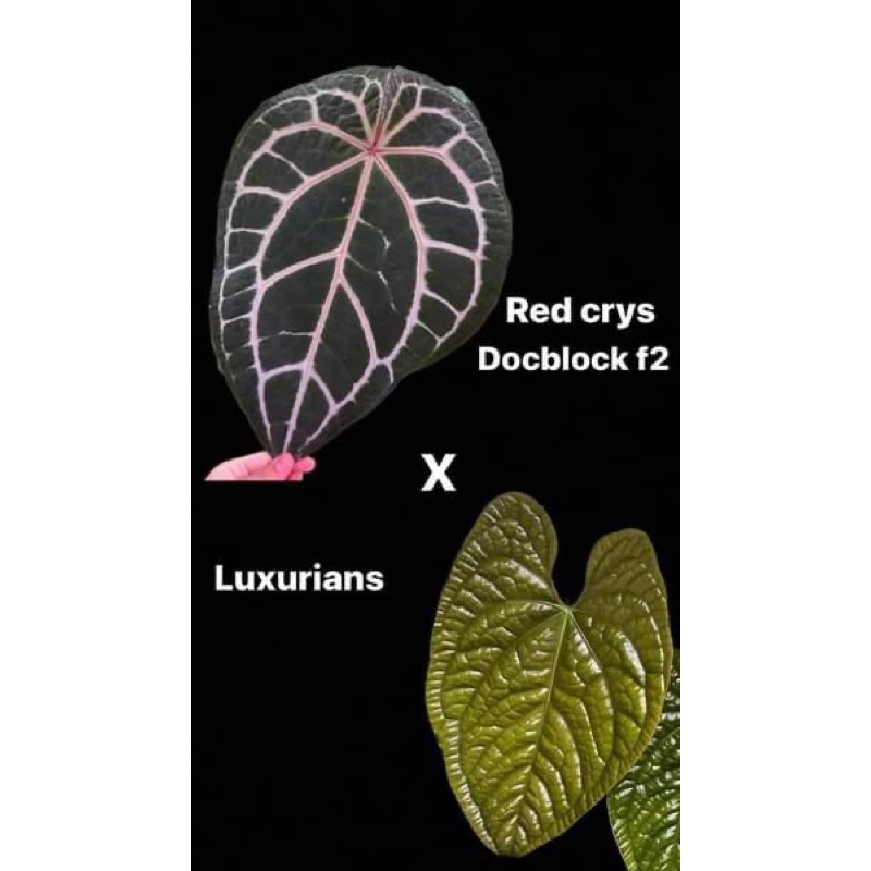 Anthurium Red crys(Doc f2) x Luxurians ‘6