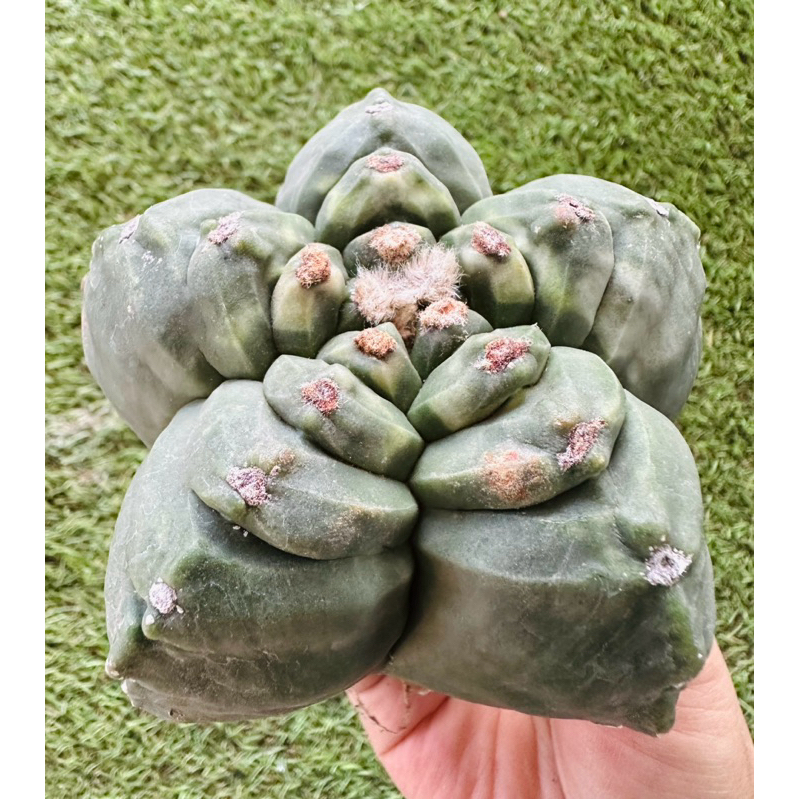 พร้อมส่ง🌵แคคตัสแอสโตรมายริโอกิ๊กโกะนูดั้มด่าง‼️ขนาดใหญ่ Astrophytum myriostigma cv.kikko nudum