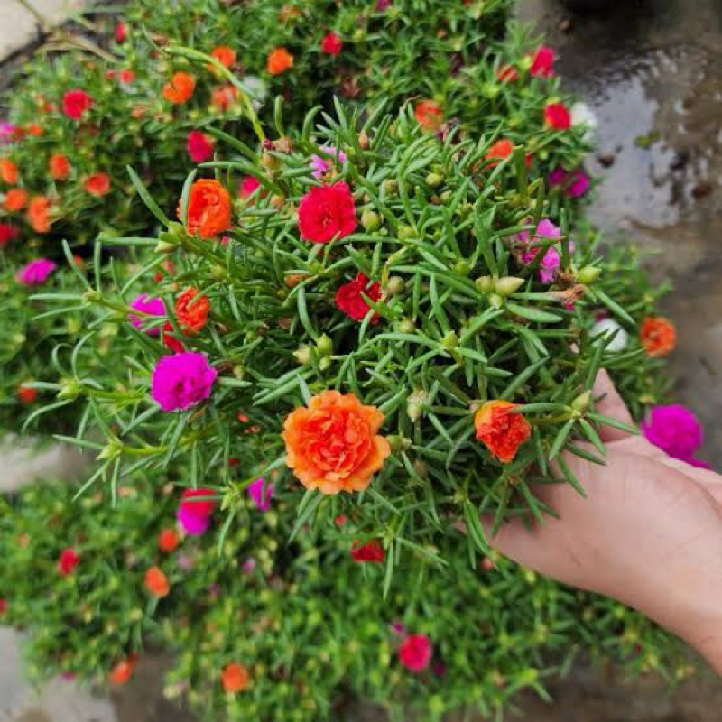 คุณนายตื่นสายต้นปลูก1ถุงดำเล็กต้นกิ่งคละสีแพรเซี่ยงไฮ้🌷&กุหลาบดิน