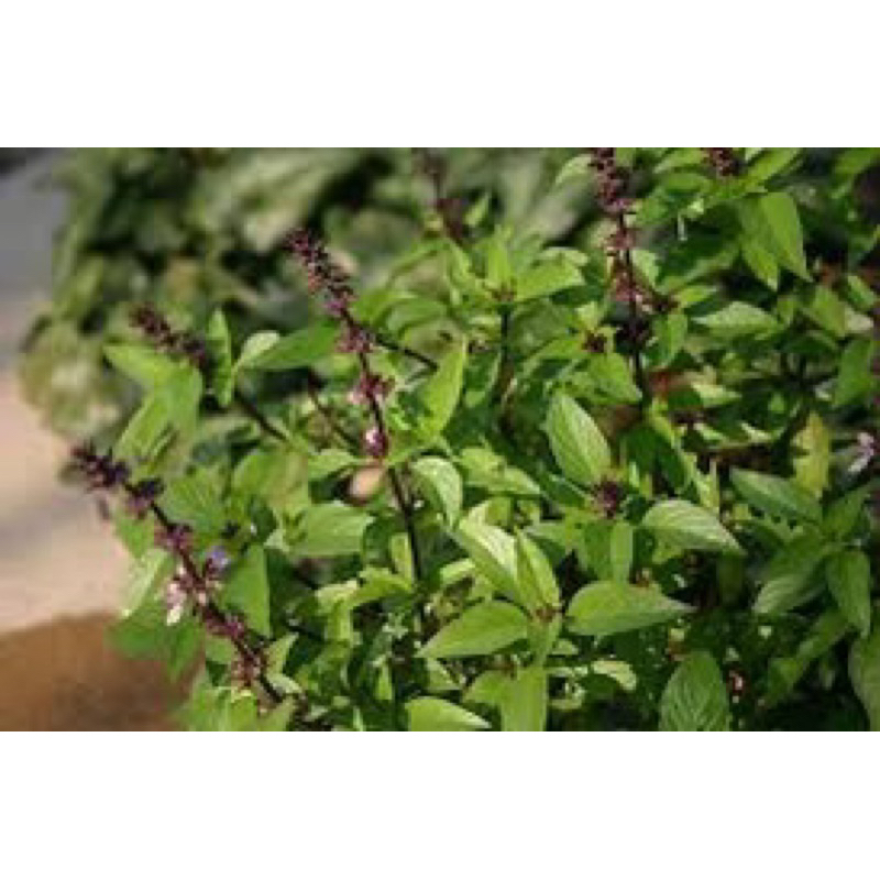 ต้นกระเพราพร้อมลงถุง1ถุงมี15-20ต้น ใช้ประกอบอาหาร สุดคุ้ม❣️❣️❣️❣️กินได้ตลอดปี - รูปที่ 2