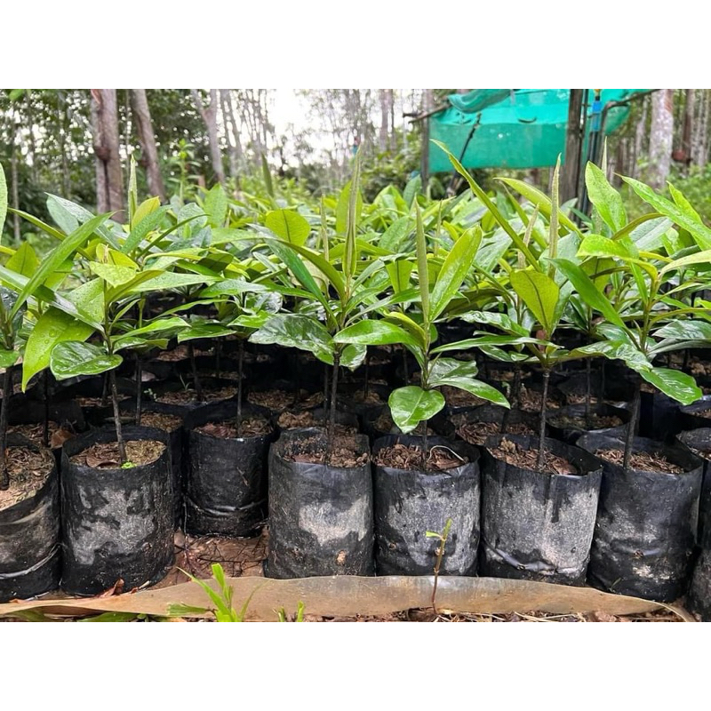 ต้นมะริดราคาถูกที่สุด1ต้น2-3ใบประมาณ15ซม.ไม้หายากมีจำกัด - รูปที่ 2