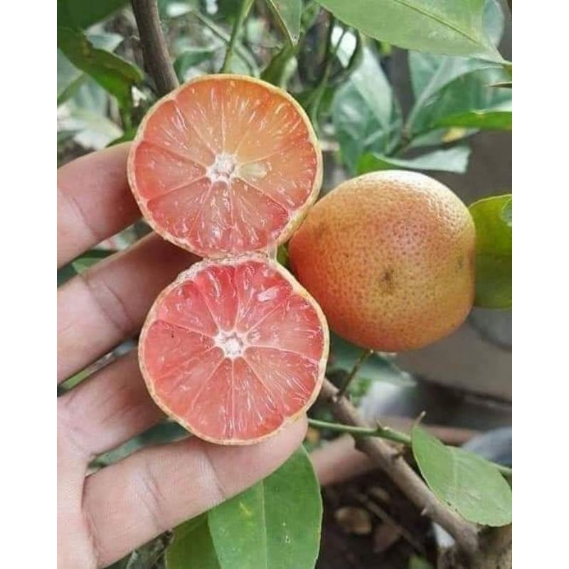 🍊มะนาวเนื้อชมพูใบด่าง🍋🍋