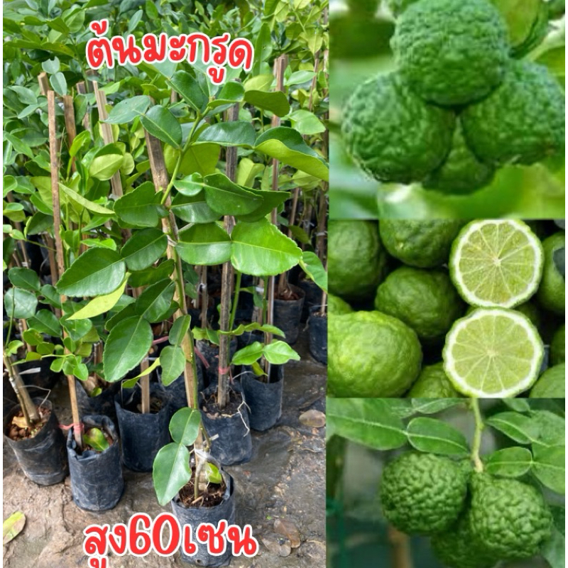 ต้นมะกรูด เสียบยอด สูง60เซน พร้อมปลูก พร้อมส่ง