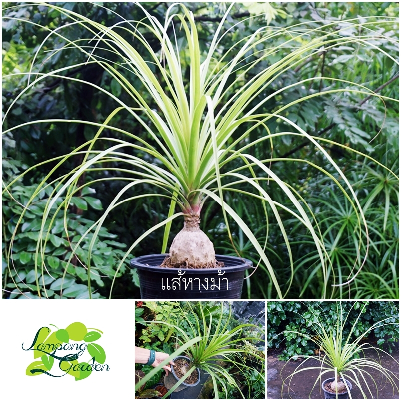 👑 ต้น หัว​โต​แส้​ม้า​ กระถาง6นิ้ว Pony tail palm ไม้แดด แส้หางม้า​ แส้ม้าหัว​โต/ไม้โชว์หัว/ไม้มงคลหา
