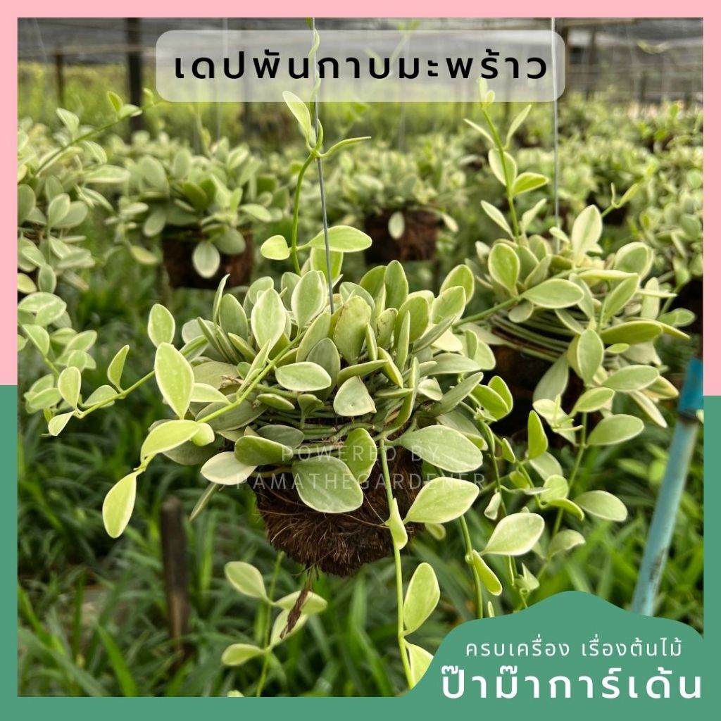 เดฟใบเขียว เดฟใบด่าง พันลูกมะพร้าวขนาด 3 นิ้ว พร้อมลวดแขวน เดป Dischidia sp.