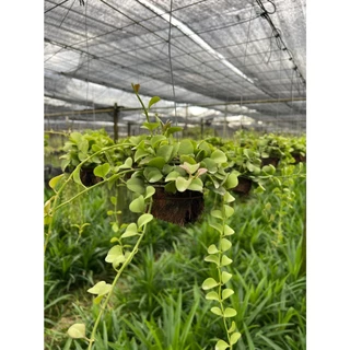 เดฟใบเขียว เดฟใบด่าง พันลูกมะพร้าวขนาด 3 นิ้ว พร้อมลวดแขวน เดป Dischidia sp.