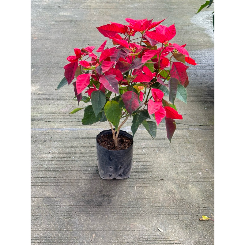 มุมมอง 6