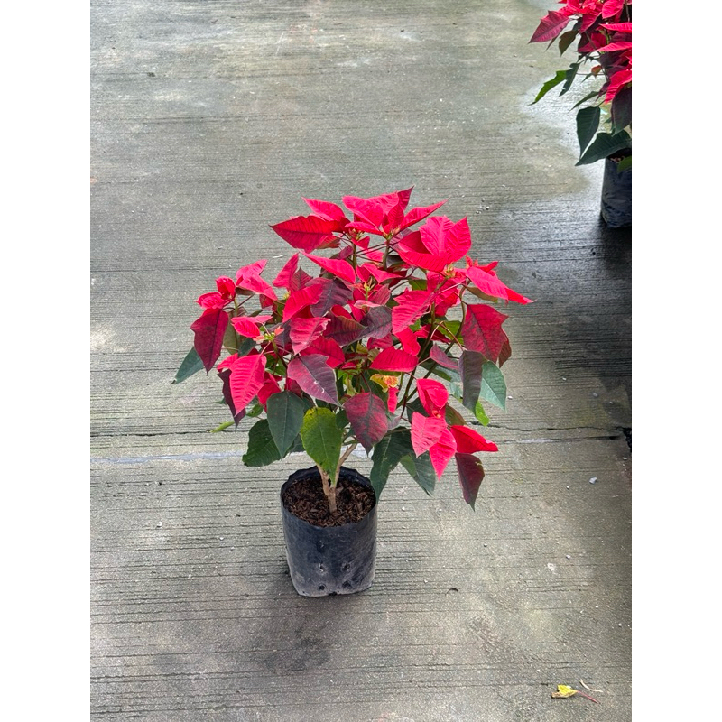 มุมมอง 4