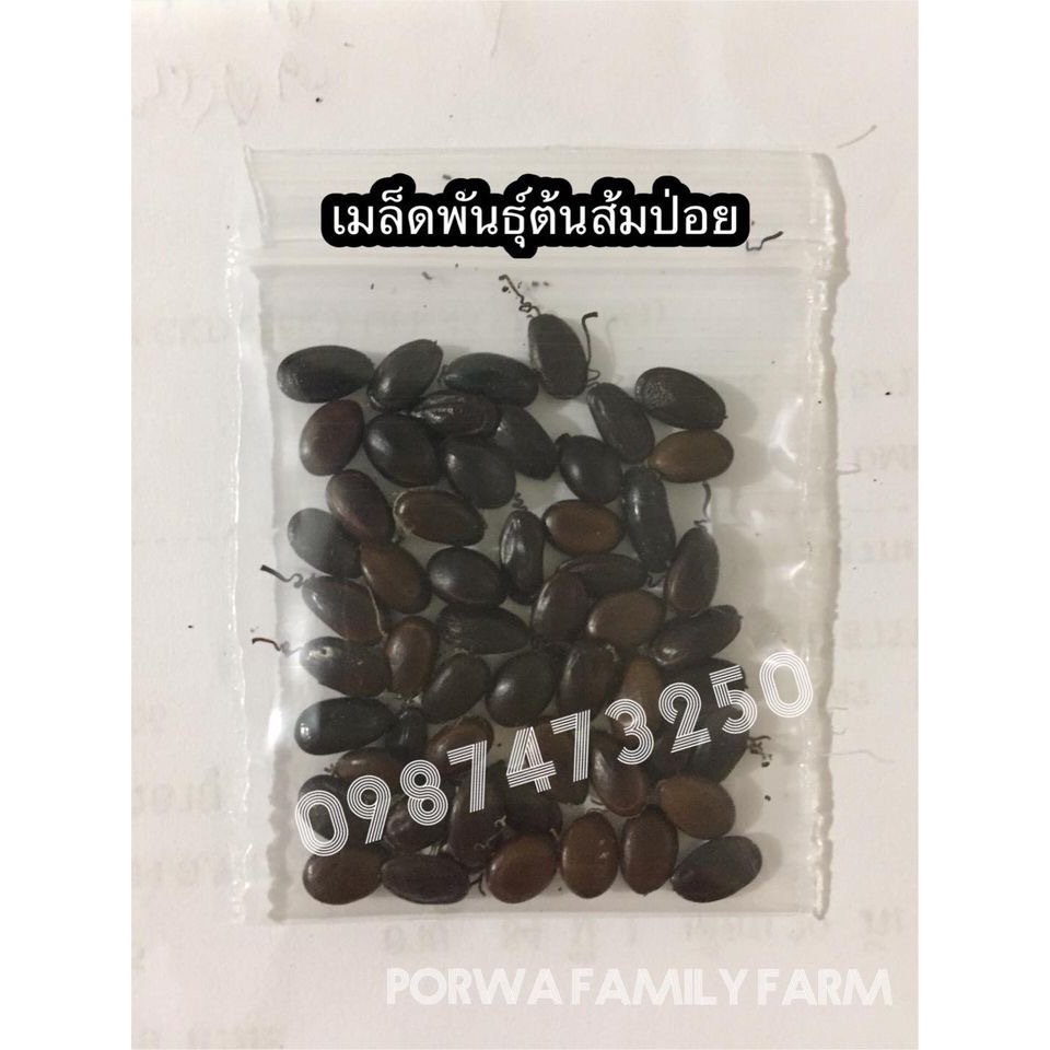 เมล็ดต้นส้มป่อย เมล็ดพันธุ์ต้นส้มป่อย ต้นส้มป่อย ปัจจุบันหาได้ยากแล้ว 20 เมล็ดพันธุ์ราคา 39 บาท มีบริการเก็บเงินปลายทาง