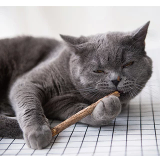 ไม้มาทาทาบิ ไม้ขัดฟันแมว Matatabi แพคละ 5 แท่ง Catnip สายพันธุ์ญี่ปุ่น
