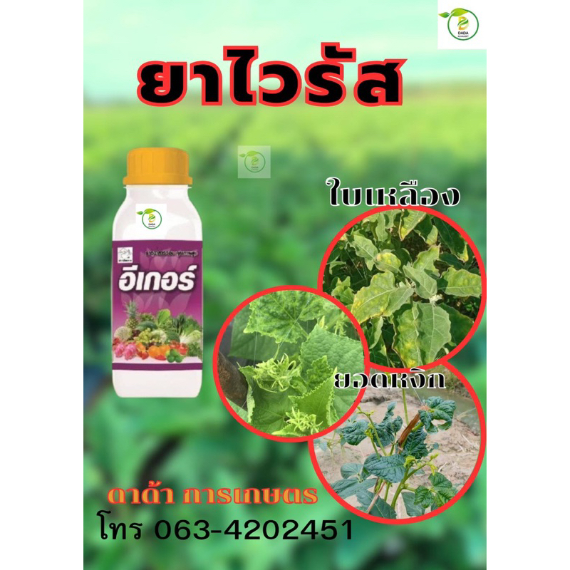 ของแท้100% อีเกอร์ ยาไวรัส ยาต้านทานไวรัส ใบด่างลาย ยอดหงิก ยอดตั้ง หยุดเชื้อไวรัส