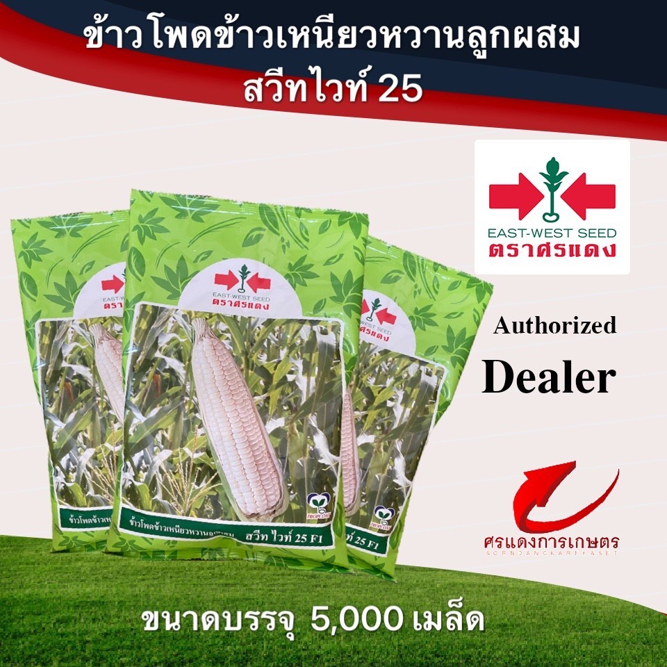 เมล็ดพันธุ์ ข้าวโพดสวีทไวท์25 1000เมล็ด 5000เมล็ด #เมล็ดพันธุ์ศรแดง #ข้าวโพดข้าวเหนียวหวาน #ข้าวโพดสีขาวหวาน